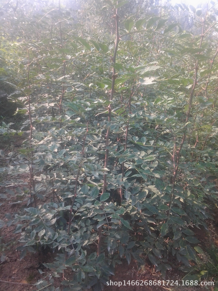 優(yōu)質(zhì)花椒圖片/優(yōu)質(zhì)花椒樣板圖 (3)