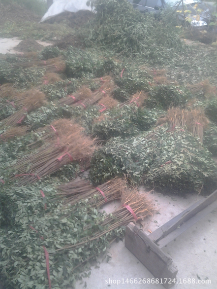 優(yōu)質(zhì)花椒圖片/優(yōu)質(zhì)花椒樣板圖 (2)