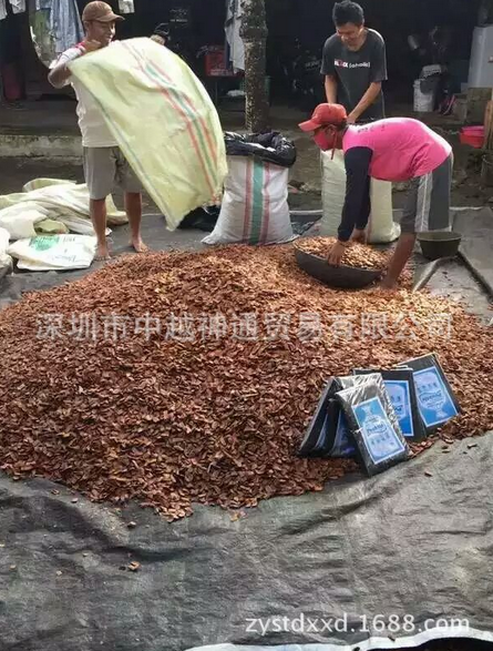 向天果圖片/向天果樣板圖 (2)