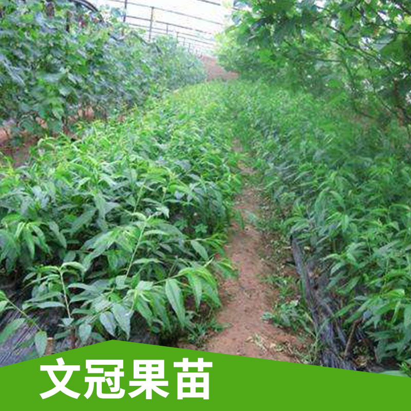 批發(fā)供應(yīng)喬木類 文冠果苗 庭院工程綠化苗木 量大優(yōu)惠
