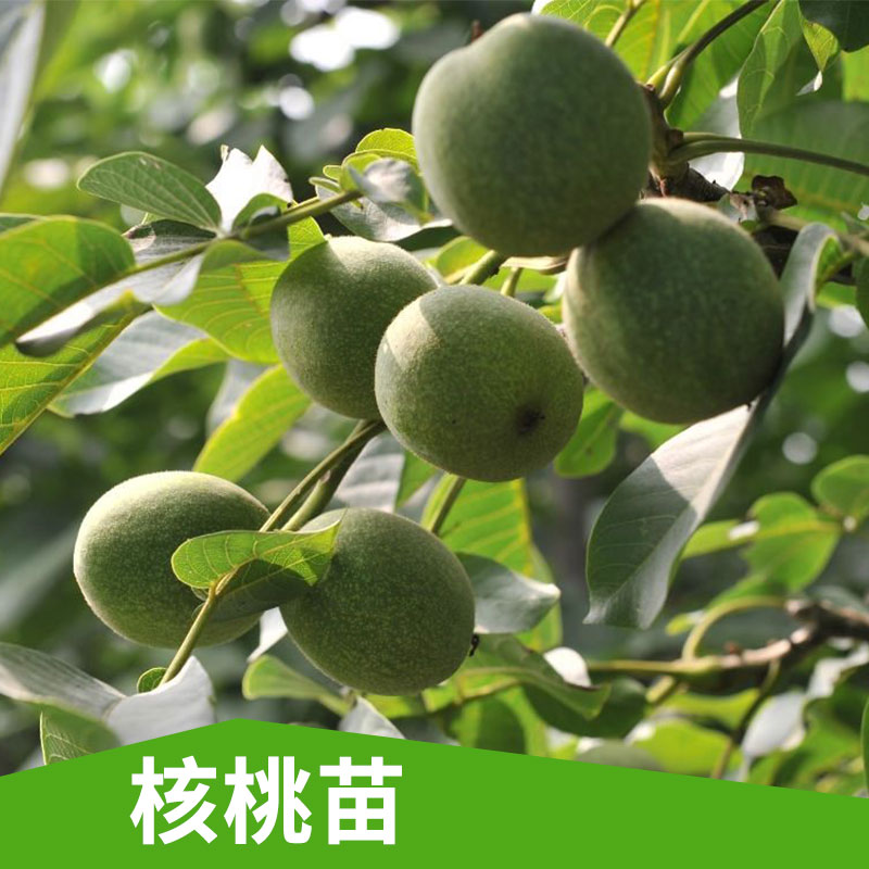 核桃苗出售圖片/核桃苗出售樣板圖 (4)