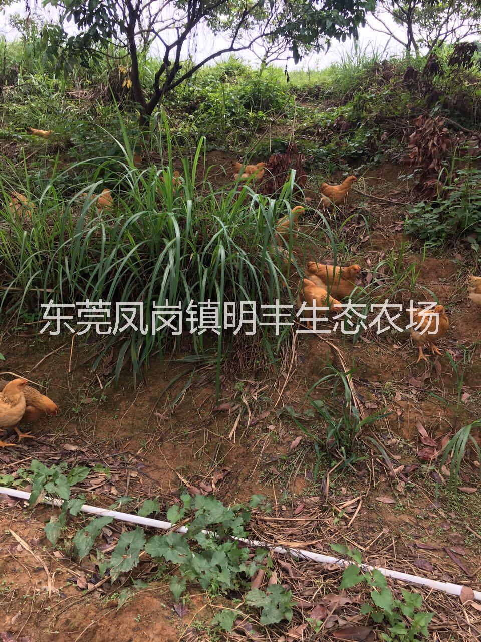 農(nóng)家雞 東莞散養(yǎng)土雞經(jīng)銷商 農(nóng)家雞批發(fā) 農(nóng)家雞養(yǎng)殖價格