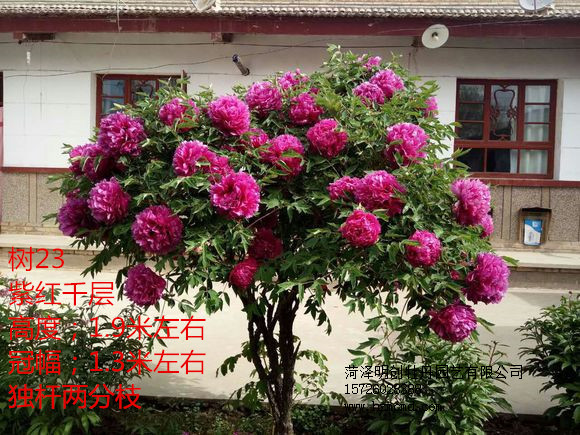 觀賞牡丹 觀賞芍藥批發(fā)基地圖片