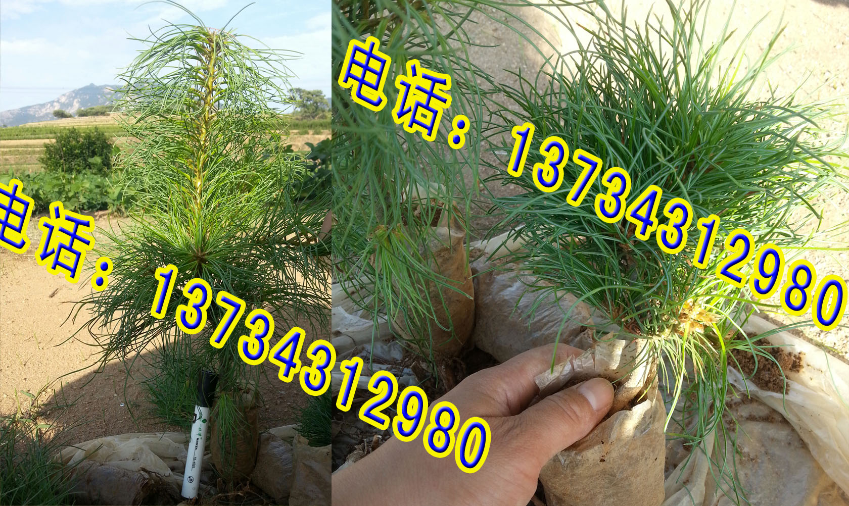 北方華山松貨源一二三級圖片