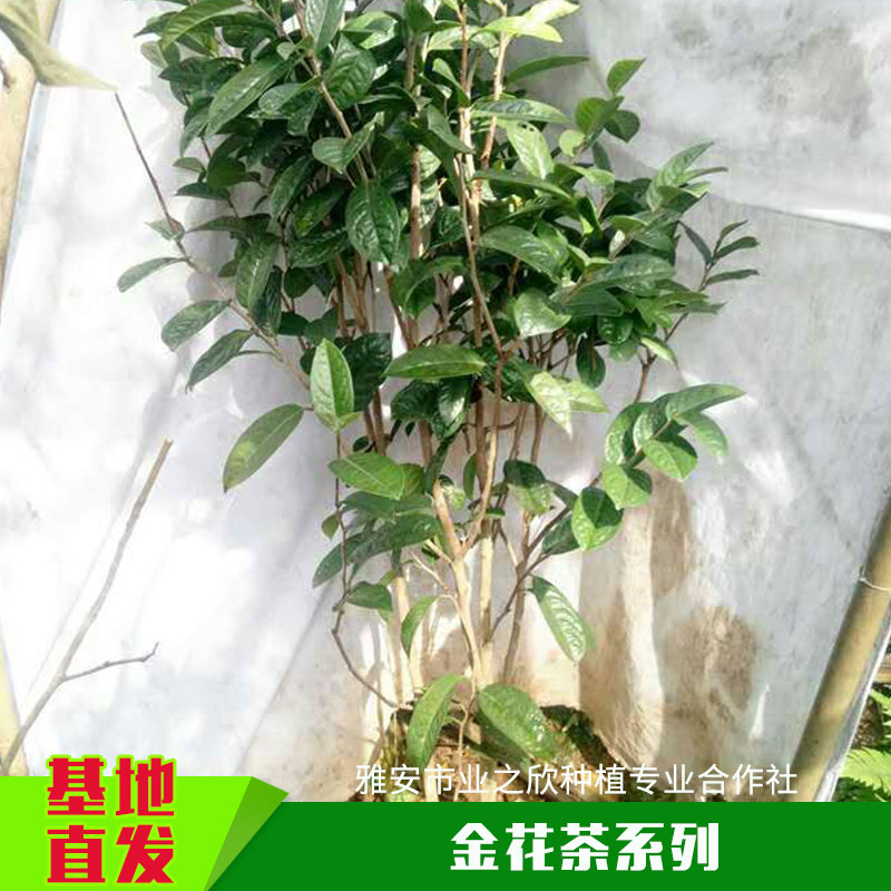 金花茶圖片/金花茶樣板圖 (4)