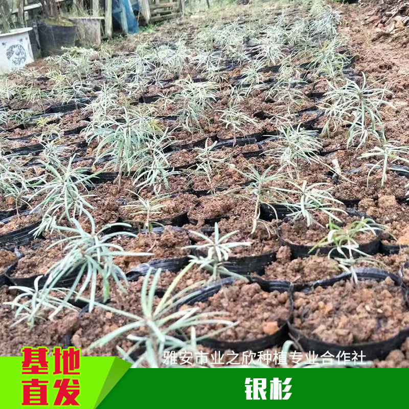 銀杉圖片/銀杉樣板圖 (4)