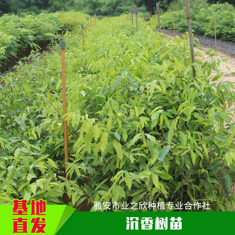 沉香树苗植物种植苗木沉香树苗带土容器沉香杯苗一年生/多年生小苗批发