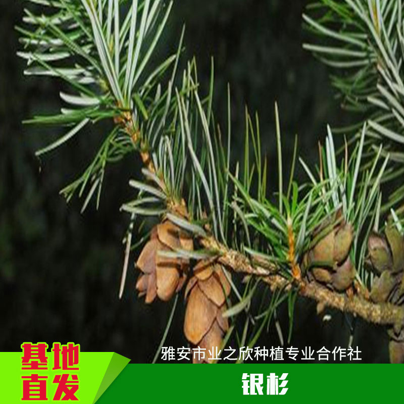 銀杉圖片/銀杉樣板圖 (2)