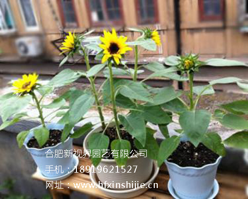 花卉租賃圖片/花卉租賃樣板圖 (4)