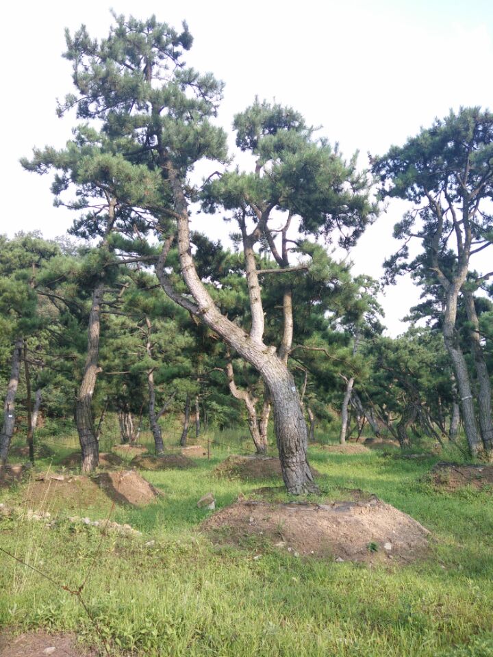 油松圖片/油松樣板圖 (2)