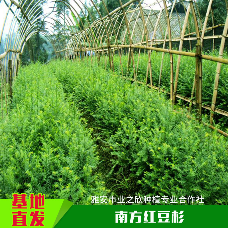 南方紅豆杉圖片/南方紅豆杉樣板圖 (1)