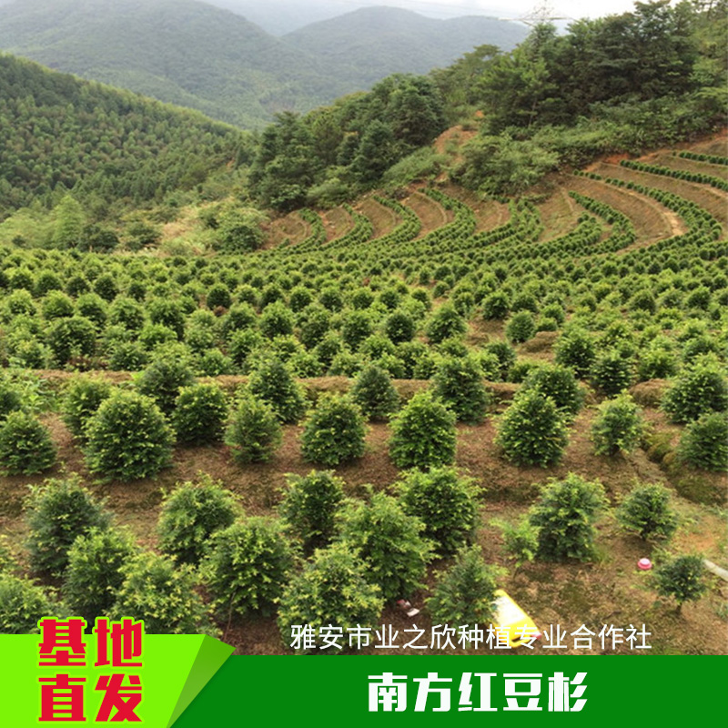 南方紅豆杉圖片/南方紅豆杉樣板圖 (4)