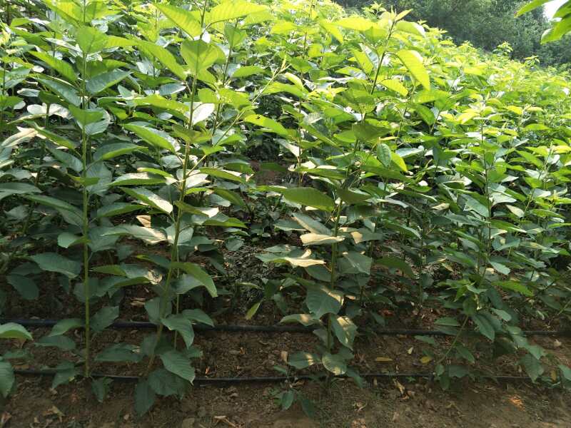櫻桃苗圖片/櫻桃苗樣板圖 (3)