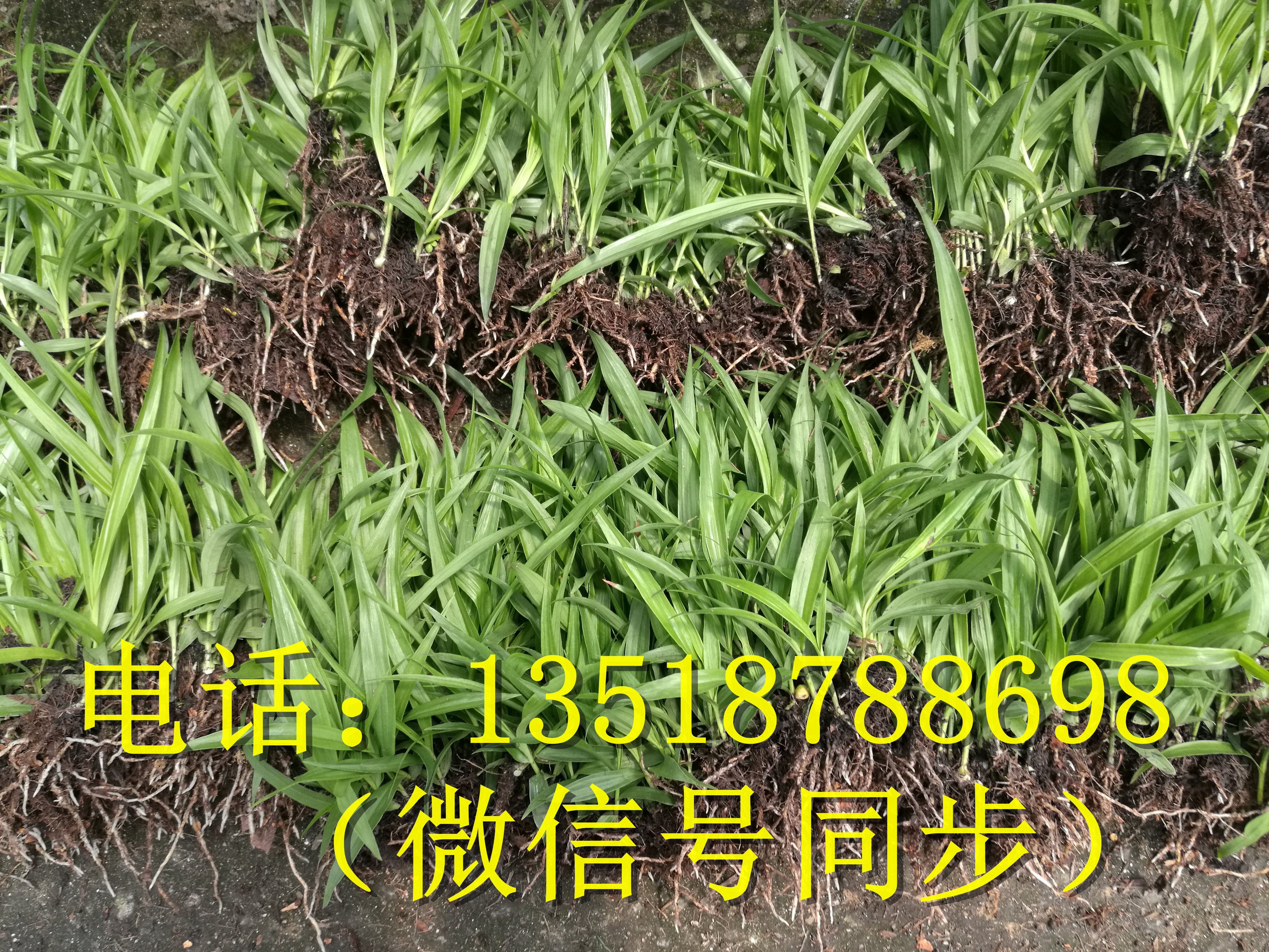 貴州白芨大塊莖苗圖片