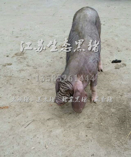 成都太湖黑豬價格