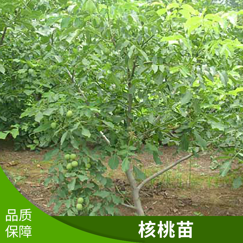 核桃樹圖片/核桃樹樣板圖 (3)