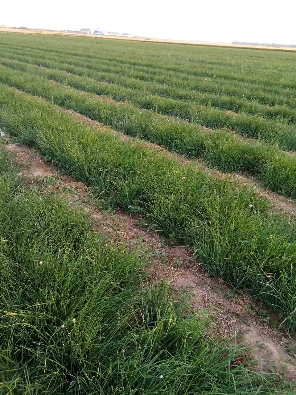 供應(yīng)香蔥圖片