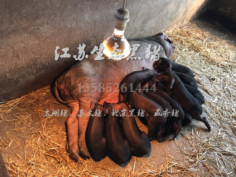 太湖黑豬價(jià)格圖片/太湖黑豬價(jià)格樣板圖 (2)