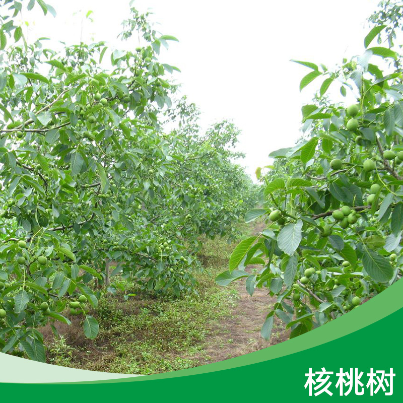 核桃樹圖片/核桃樹樣板圖 (1)