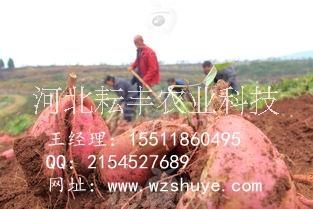 紅薯圖片/紅薯樣板圖 (2)