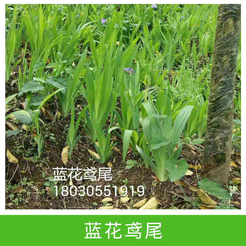 藍花鳶尾圖片/藍花鳶尾樣板圖 (3)