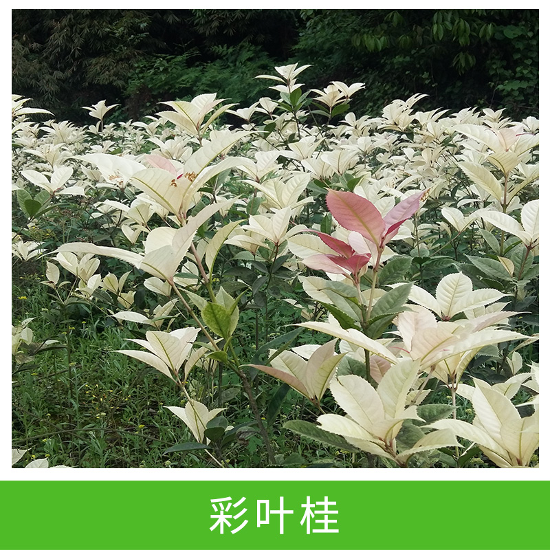 彩葉桂圖片/彩葉桂樣板圖 (3)