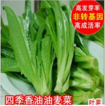 四季香油油麥菜種子 莜麥菜 油菜