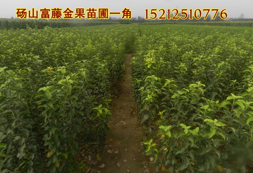 杏樹苗圖片/杏樹苗樣板圖 (3)