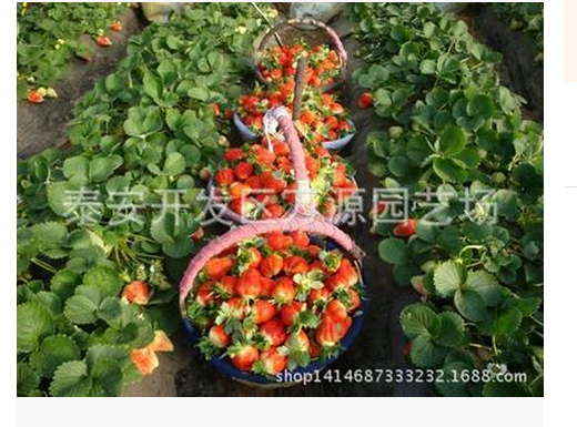 草莓苗圖片
