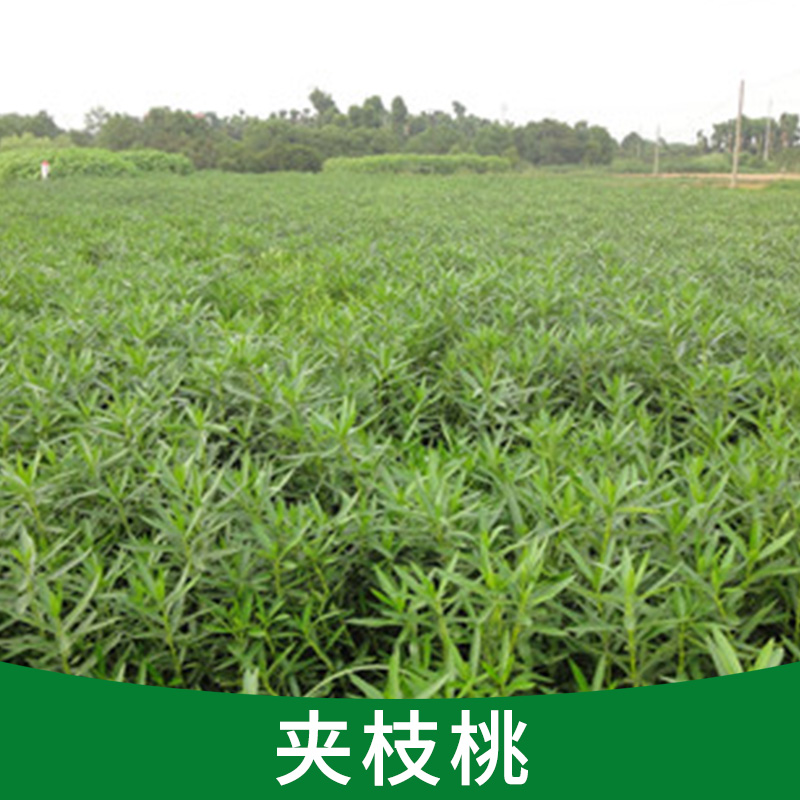 夾枝桃圖片/夾枝桃樣板圖 (4)