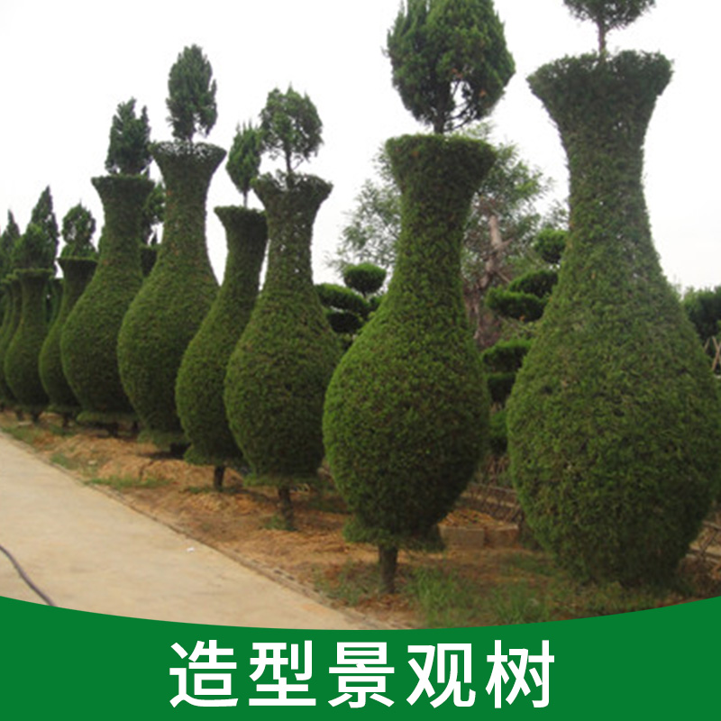 供應(yīng)造型景觀樹(shù)、造型美麗各異、數(shù)量有限、*出售