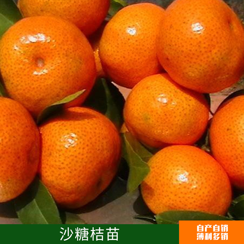沙糖桔苗出售圖片/沙糖桔苗出售樣板圖 (4)