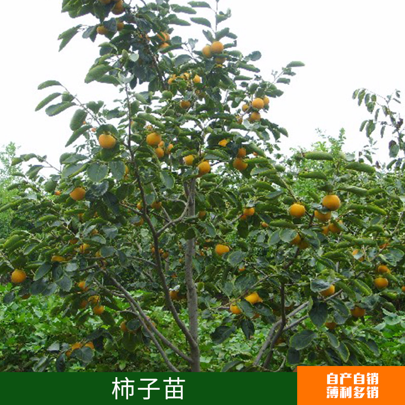 柿子苗出售圖片/柿子苗出售樣板圖 (3)