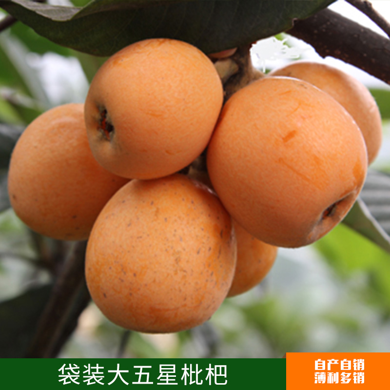 袋裝大五星枇杷圖片