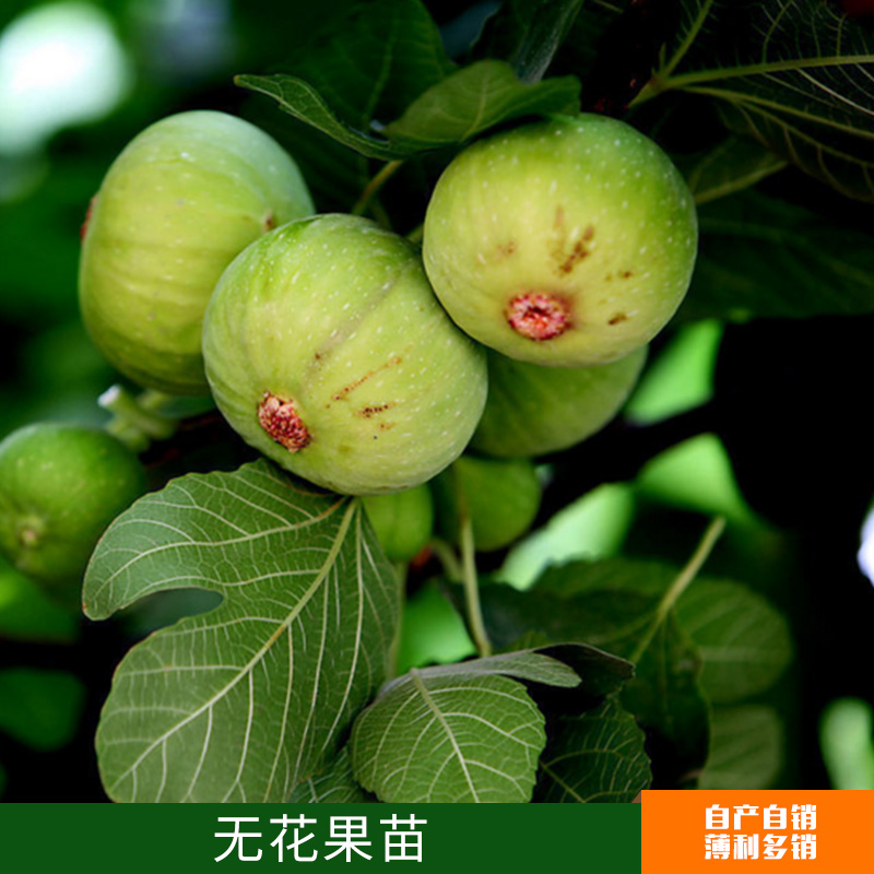 無(wú)花果苗圖片/無(wú)花果苗樣板圖 (4)