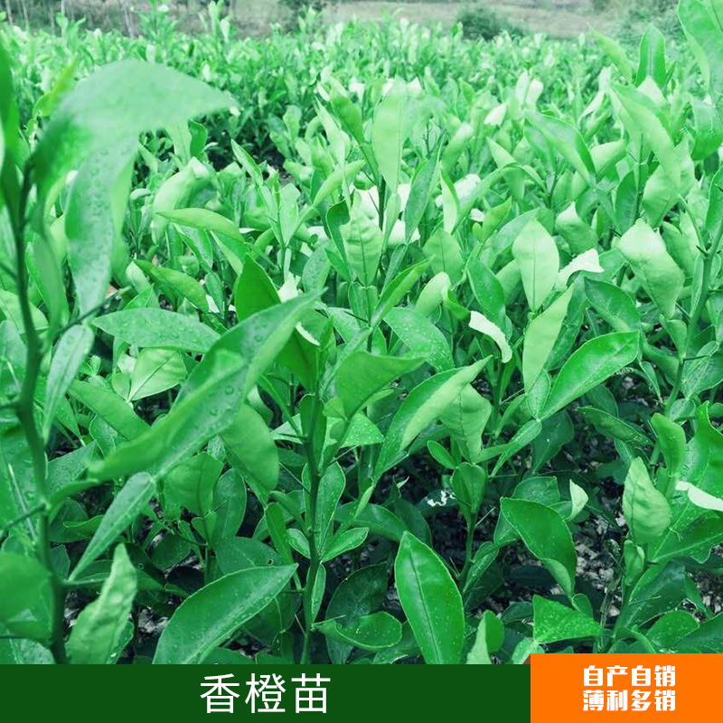 批發(fā)嫁接果樹苗 香橙苗  臍橙苗 南北方種植