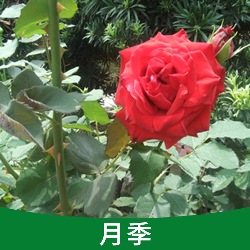 月季圖片/月季樣板圖 (4)