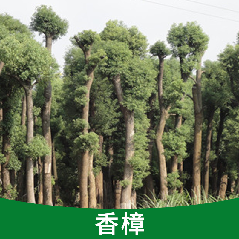 香樟圖片/香樟樣板圖 (2)