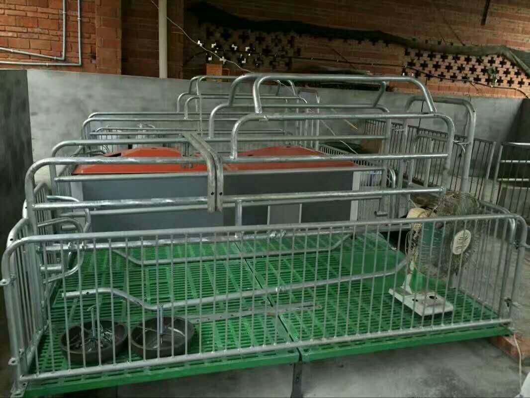 肥豬圖片/肥豬樣板圖 (2)