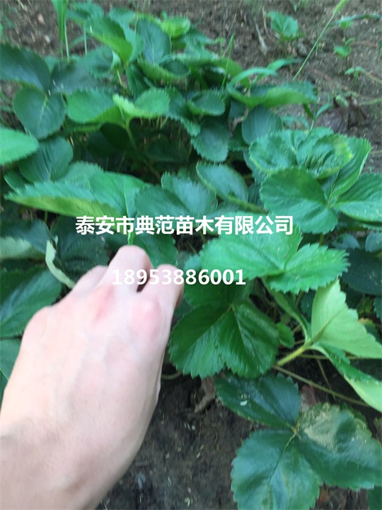 甜查理草莓苗價格圖片/甜查理草莓苗價格樣板圖 (4)
