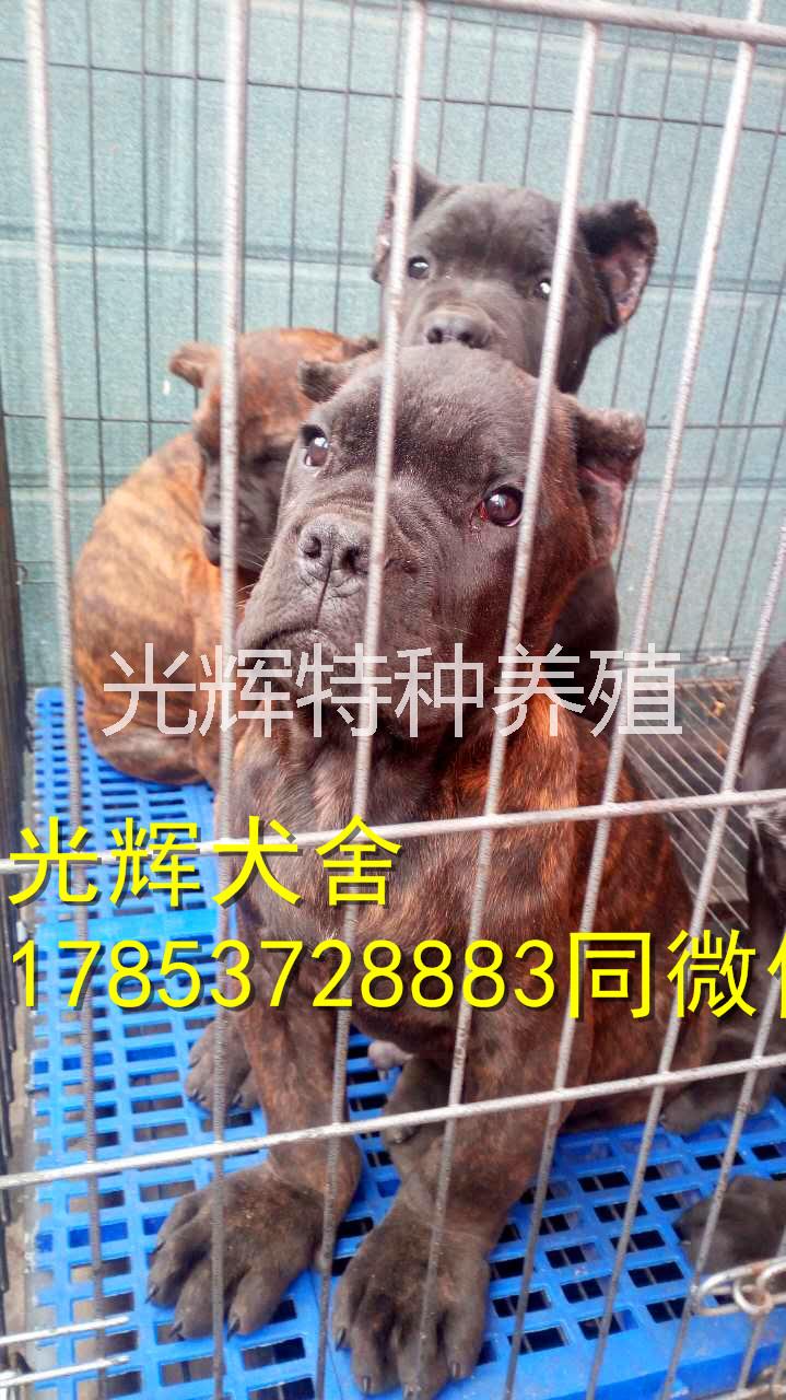 護衛(wèi)圖片/護衛(wèi)樣板圖 (3)