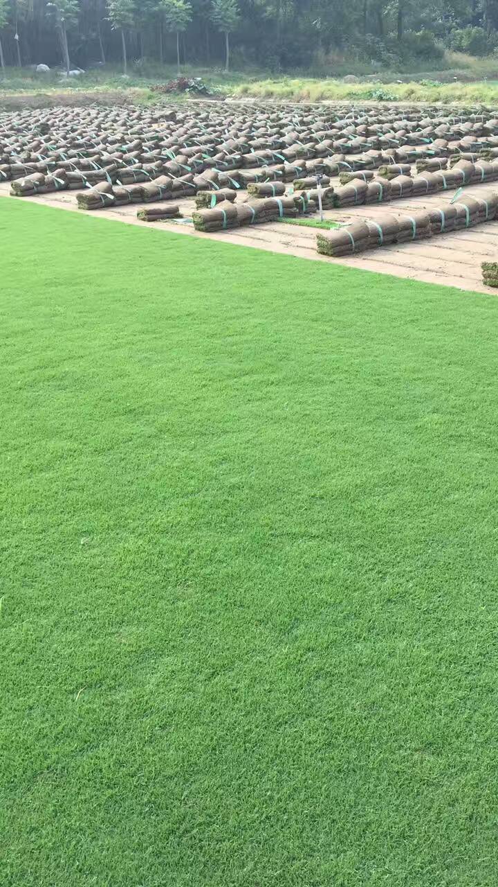 沙培果嶺草圖片/沙培果嶺草樣板圖 (2)
