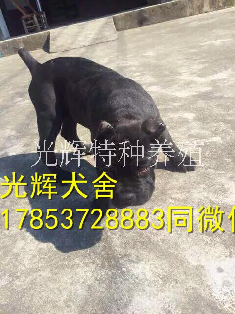 護衛(wèi)圖片/護衛(wèi)樣板圖 (4)