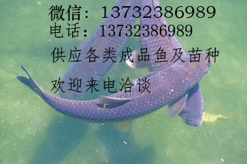 青魚 水產(chǎn)青魚