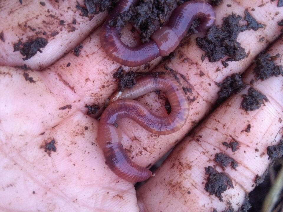 蚯蚓圖片/蚯蚓樣板圖 (4)