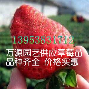 妙香草莓苗圖片