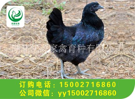 綠殼蛋雞苗圖片/綠殼蛋雞苗樣板圖 (4)