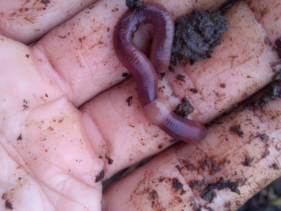 湖南蚯蚓批發(fā)價(jià)格_蚯蚓批發(fā)基地_蚯蚓供應(yīng)商