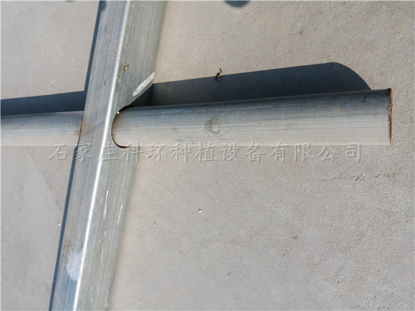 草莓種植槽圖片/草莓種植槽樣板圖 (3)