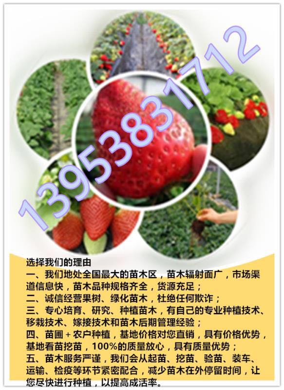 草莓苗圖片/草莓苗樣板圖 (3)